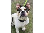 Adopt Bethany a Terrier, Mixed Breed