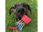 Adopt Chappell a Pit Bull Terrier, Mixed Breed