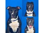 Adopt Lani a American Staffordshire Terrier, Mixed Breed