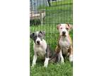 Adopt Kali a Pit Bull Terrier, Mixed Breed