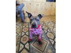 Adopt Alley a Pit Bull Terrier