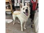 Adopt Alaska Barrera a German Shepherd Dog