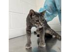 Adopt Mila Kunis a Domestic Short Hair