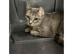 Adopt Alyssa Milano a Domestic Short Hair