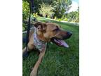 Adopt GINGER a Carolina Dog, German Shepherd Dog