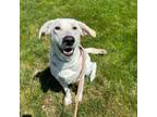 Adopt Rookie a Mixed Breed