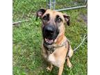 Adopt Perdita a Mixed Breed