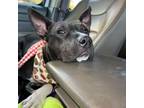 Adopt Menard a Mixed Breed