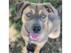 Adopt Maize a Pit Bull Terrier