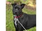 Adopt Starr a Mixed Breed