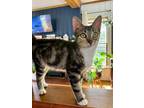 Adopt Brownie a American Shorthair