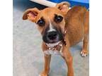 Adopt Tiara(brown collar) a Boxer, Hound