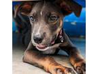 Adopt Lady (pink collar) a Boxer, Hound