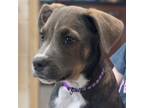 Adopt Queenie (purple collar) a Boxer, Hound
