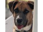 Adopt Juliette(red collar) a Boxer, Hound