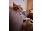 Adopt Francine a Domestic Short Hair