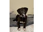 Adopt Velma a Plott Hound, Labrador Retriever