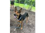 Adopt Heidi a German Shepherd Dog, Mixed Breed