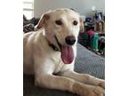 Adopt Nova (fka Aquarius) a Labrador Retriever, Siberian Husky