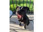 Adopt Lucille a Pit Bull Terrier