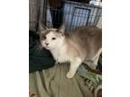 Adopt Minnie a Domestic Short Hair