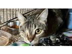Adopt Kiki a Domestic Short Hair