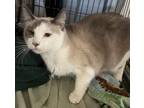 Adopt Marietta a Siamese, Domestic Short Hair