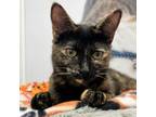 Adopt Mindy a Domestic Short Hair