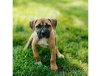 Adopt Penguin a Pit Bull Terrier