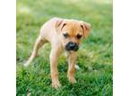 Adopt Crocodile a Boxer
