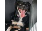 Adopt Romy aka Belle a Australian Shepherd