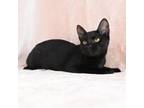 Adopt Ebony a Domestic Short Hair