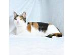 Adopt Holly a Domestic Short Hair