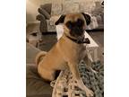 Adopt Tullip a Pug, Jack Russell Terrier