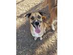 Adopt Chloe a Shepherd, Boxer