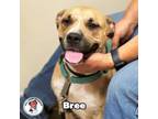 Adopt Bree a Black Mouth Cur, Labrador Retriever