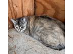 Adopt Casey a Domestic Short Hair