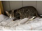 Adopt Lennox a Domestic Short Hair