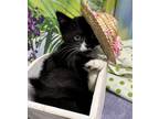 Adopt Manada a Domestic Short Hair