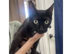 Adopt Tabitha a American Shorthair