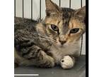 Adopt Roxanne a Domestic Short Hair