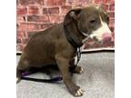 Adopt Aria a Pit Bull Terrier, Mixed Breed