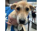 Adopt Pie a Husky, Shepherd