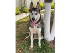 Adopt Faith a Husky