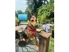 Adopt Elektra a German Shepherd Dog
