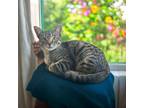 Adopt Yin Yin a Domestic Short Hair