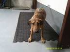 Adopt Delilah a German Shepherd Dog