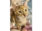 Adopt Lizzy a Domestic Medium Hair
