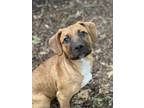 Adopt Sif a Terrier, Mixed Breed