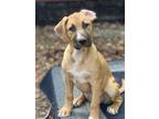 Adopt Skadi a Terrier, Mixed Breed